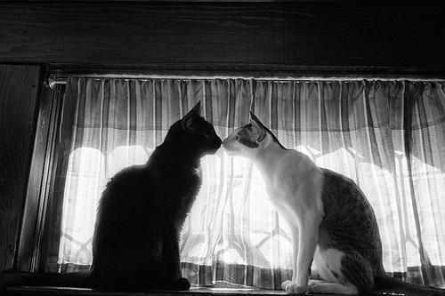 Cat 7nu