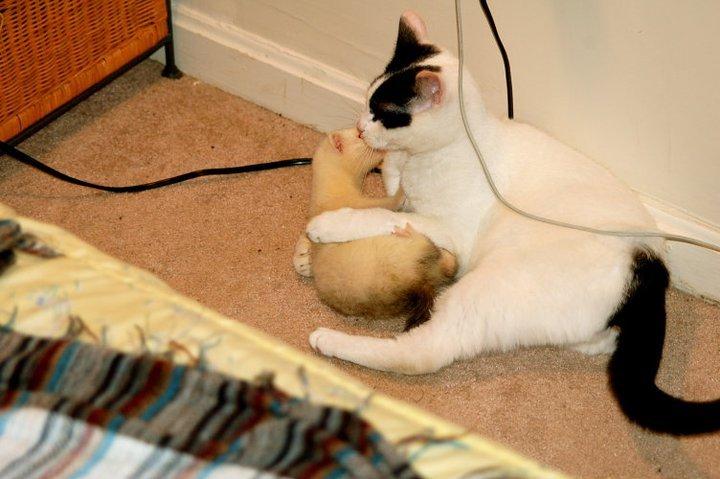 Cat 7t0