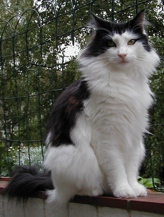 Cat 8B1WVLAWH