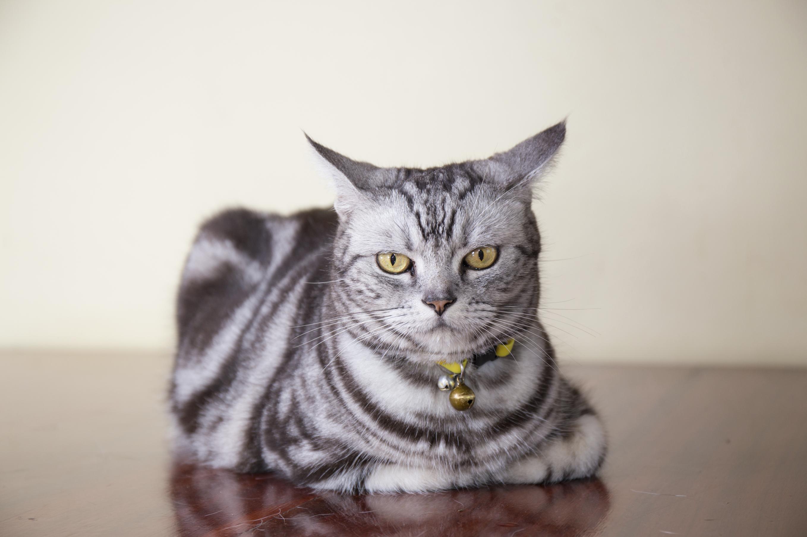 Cat 8NdgktL3E