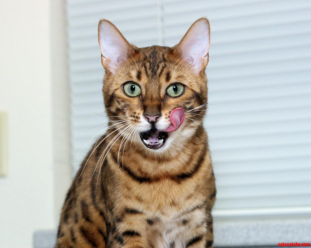 Cat 8RsP7Xt3h