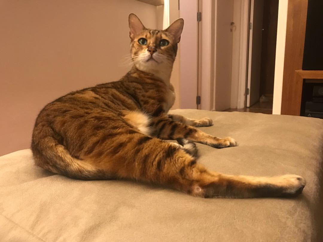 Cat 8ciqdpaO5