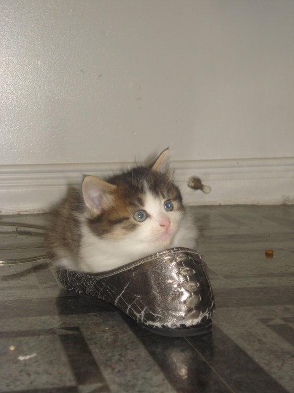 Cat 8d9