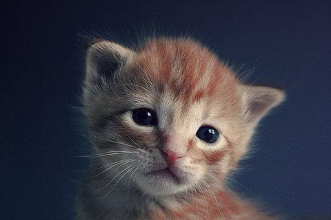 Cat 8dd