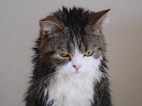 Cat 8dh