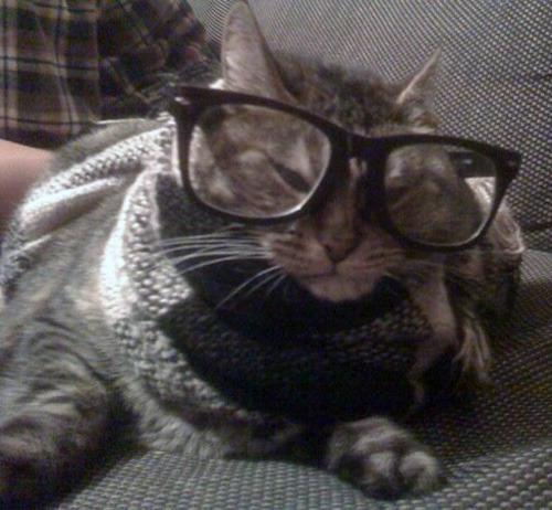 Cat 8er