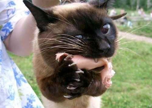 Cat 8es