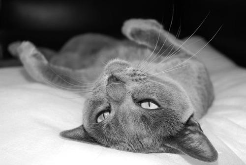 Cat 8g1