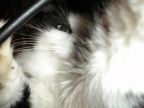 Cat 8ge