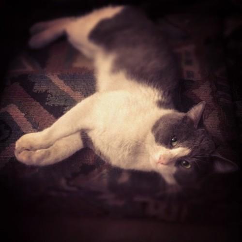Cat 8gf
