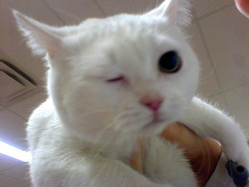 Cat 8iu