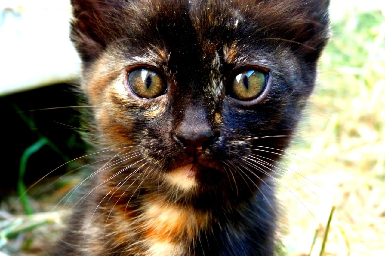 Cat 8ja