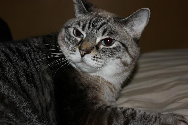 Cat 8jf