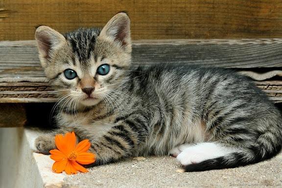 Cat 8kd