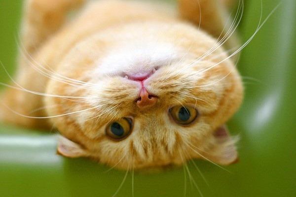 Cat 8kj