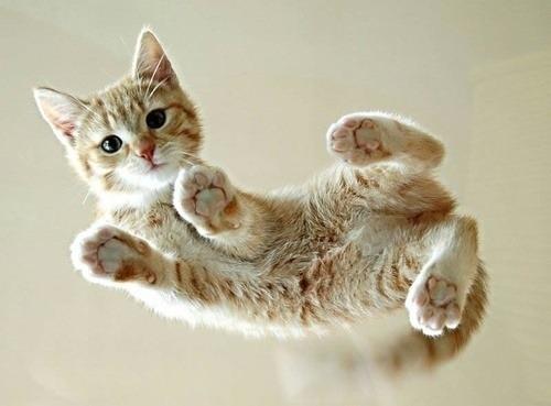 Cat 8kk
