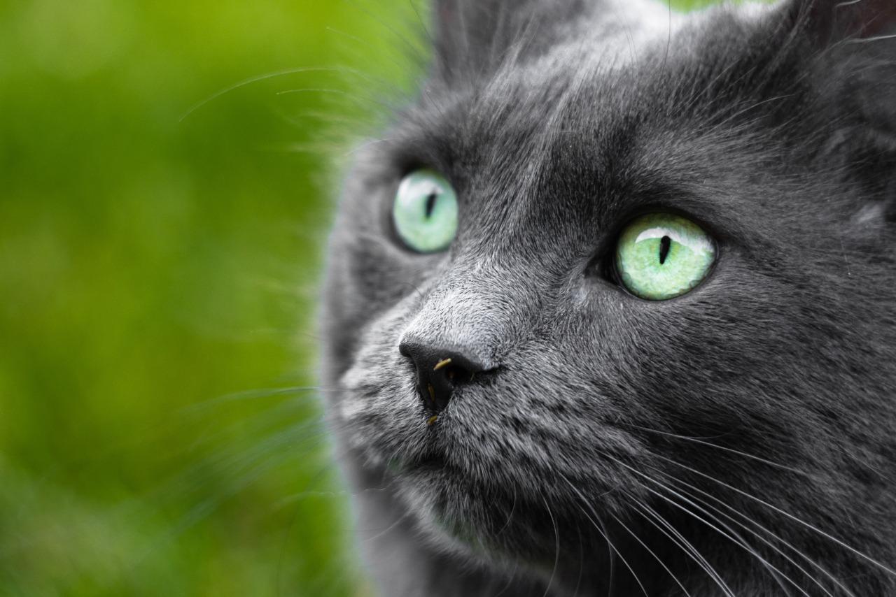 Cat 8le