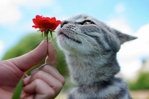 Cat 8li