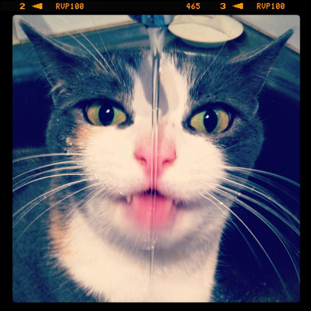 Cat 8lr