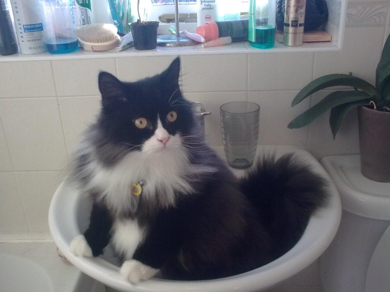 Cat 8m8