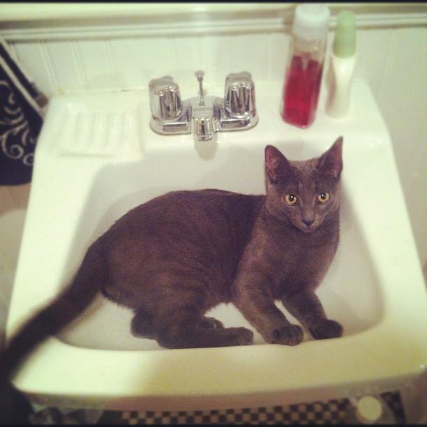 Cat 8m9