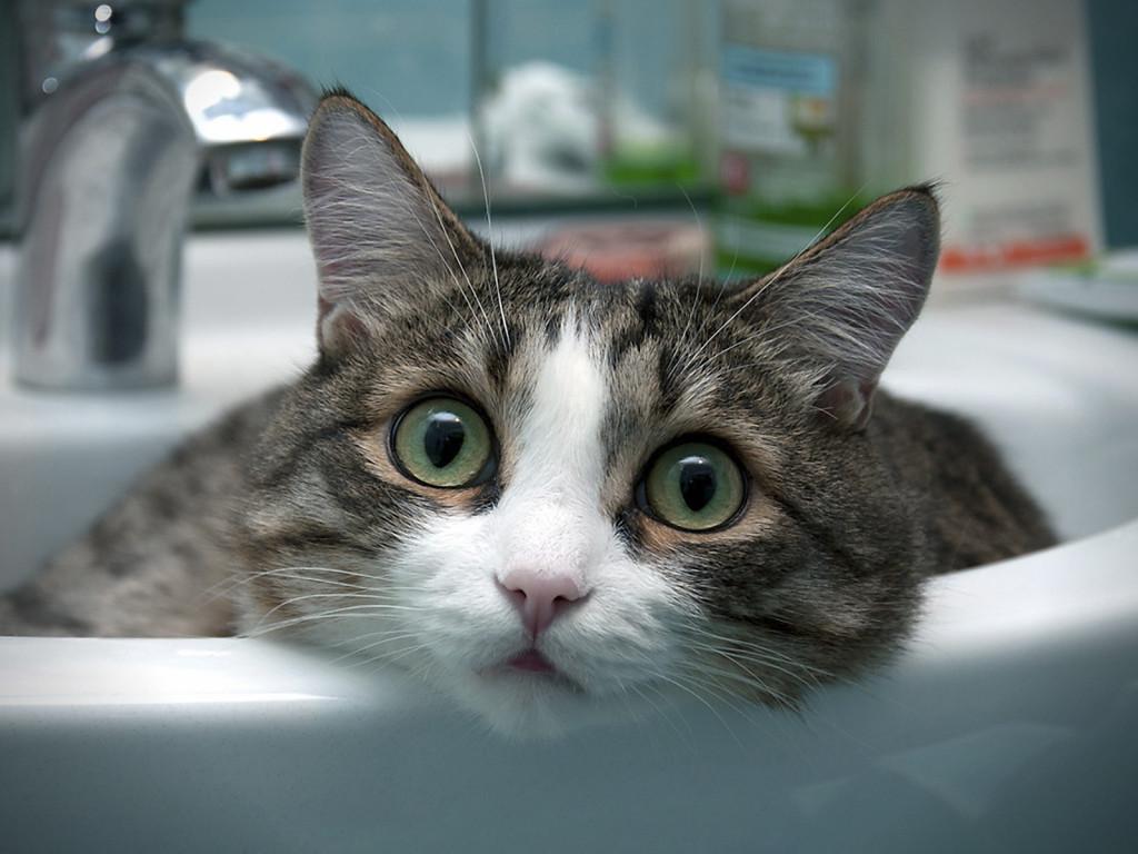 Cat 8me