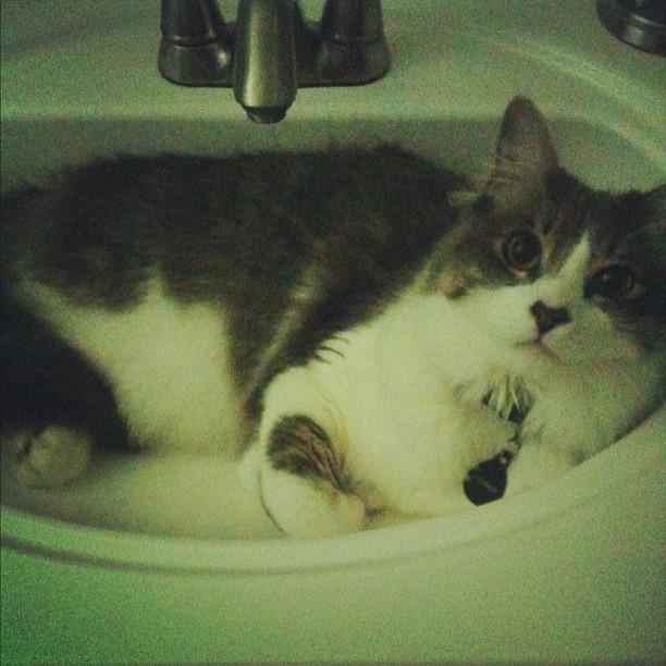 Cat 8mj