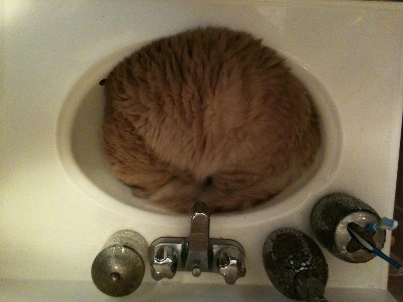 Cat 8mt