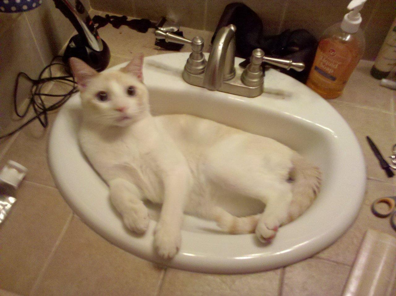 Cat 8mu