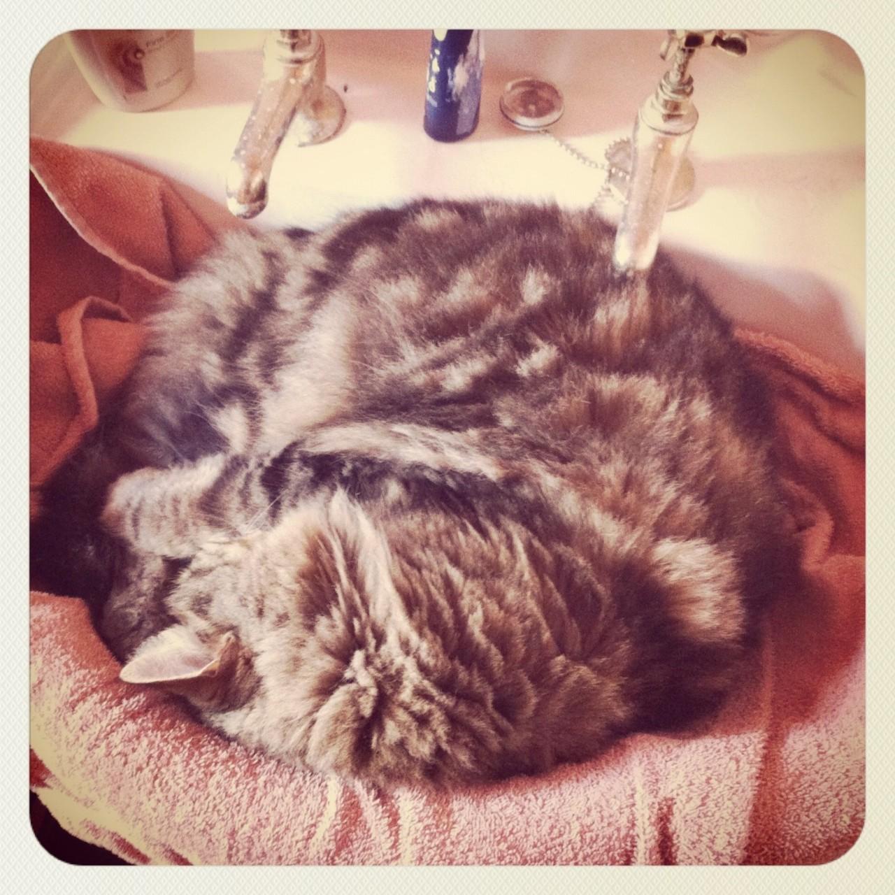 Cat 8n0