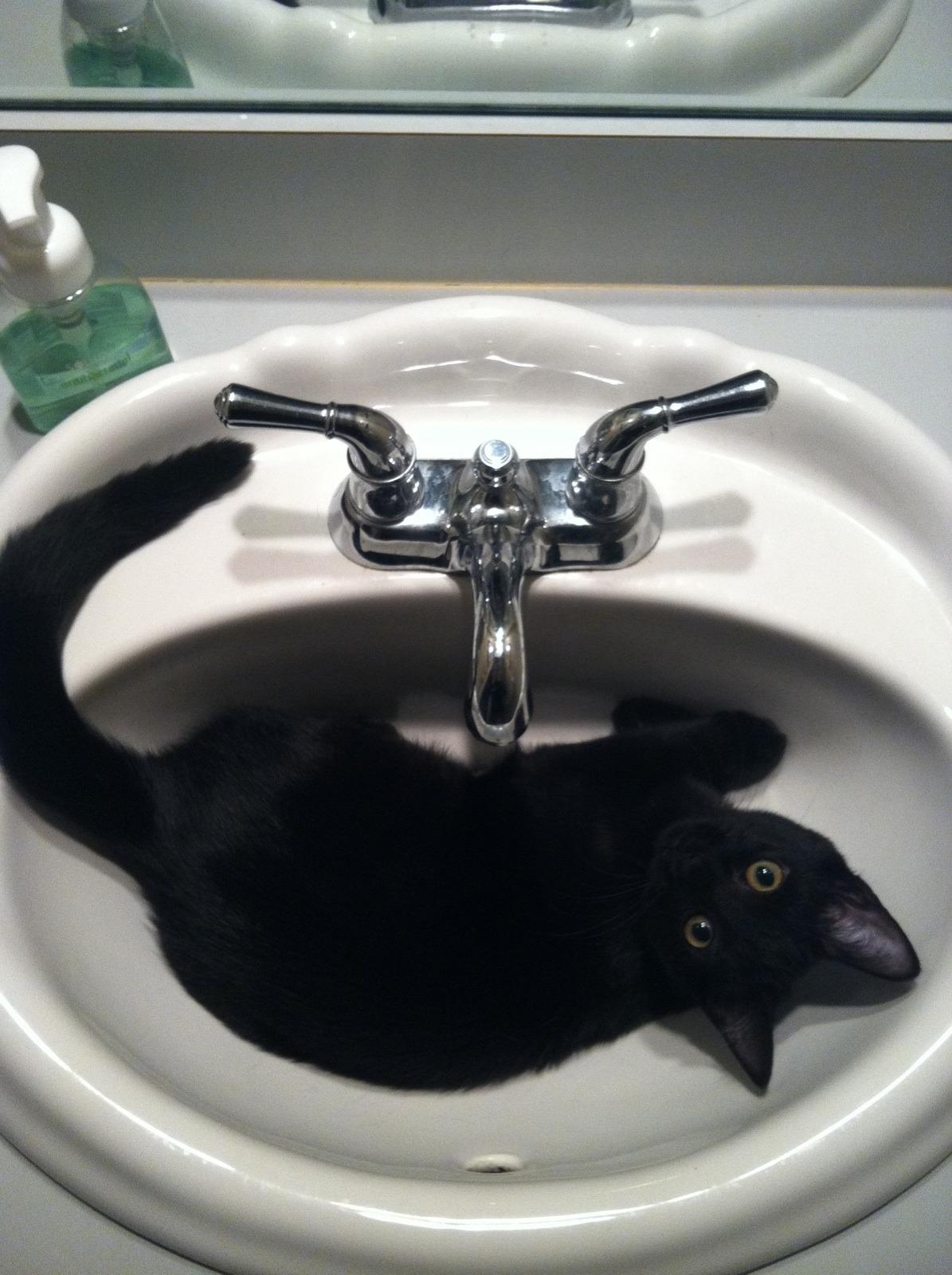 Cat 8n2