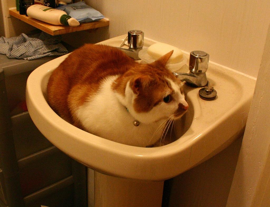 Cat 8n8