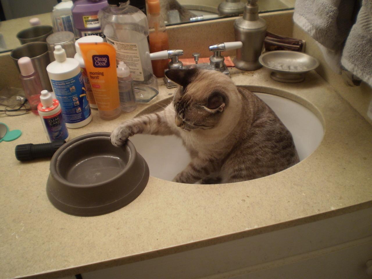 Cat 8ng