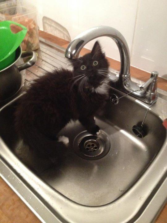 Cat 8o0