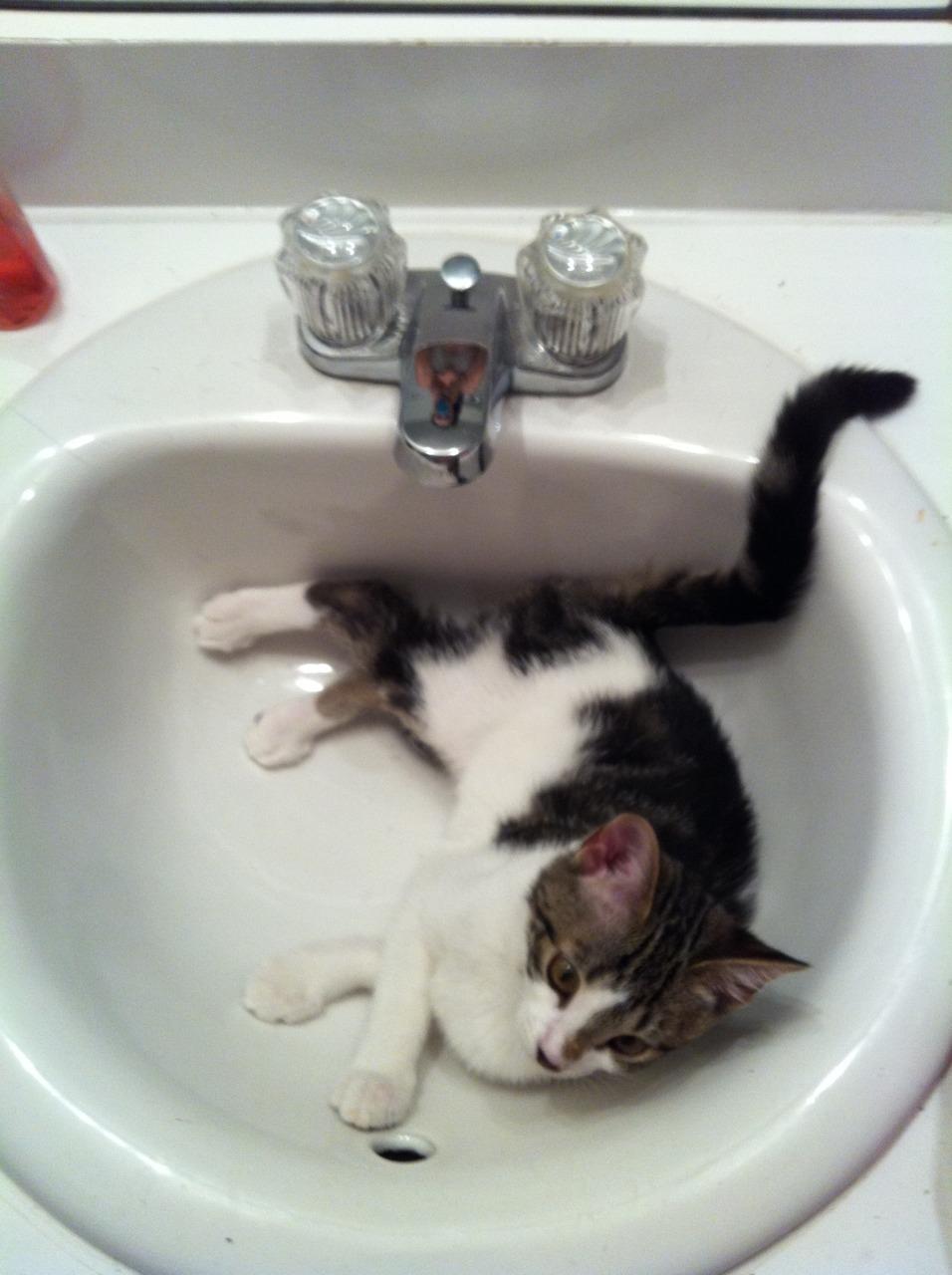 Cat 8o8