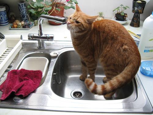Cat 8ob