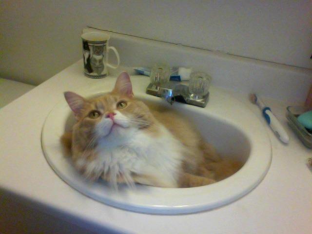 Cat 8oc