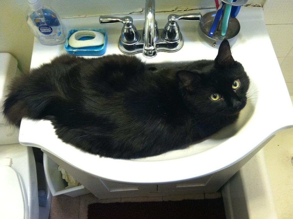 Cat 8of