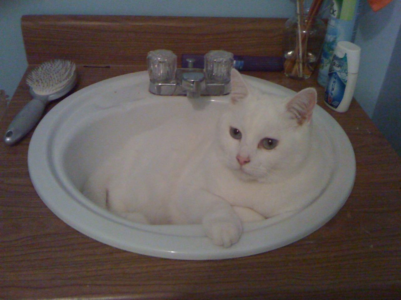 Cat 8op