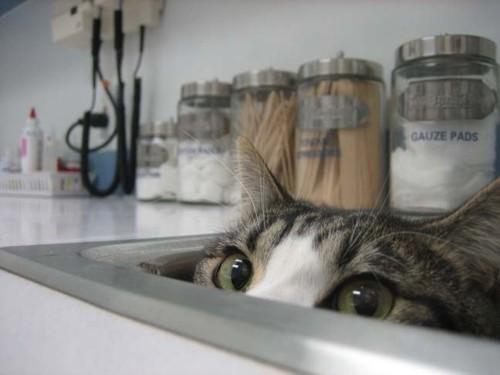 Cat 8or