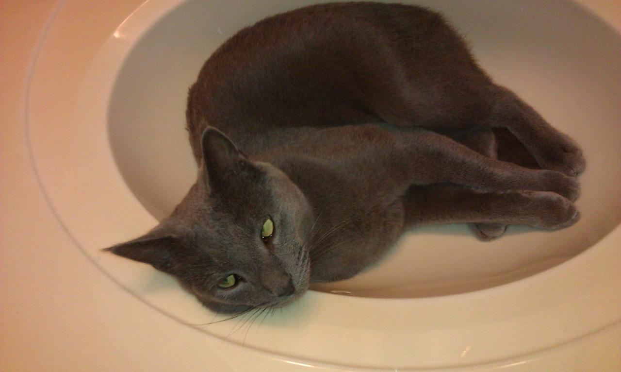 Cat 8os