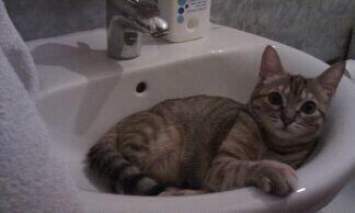 Cat 8ot