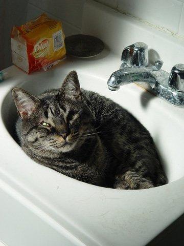 Cat 8pl