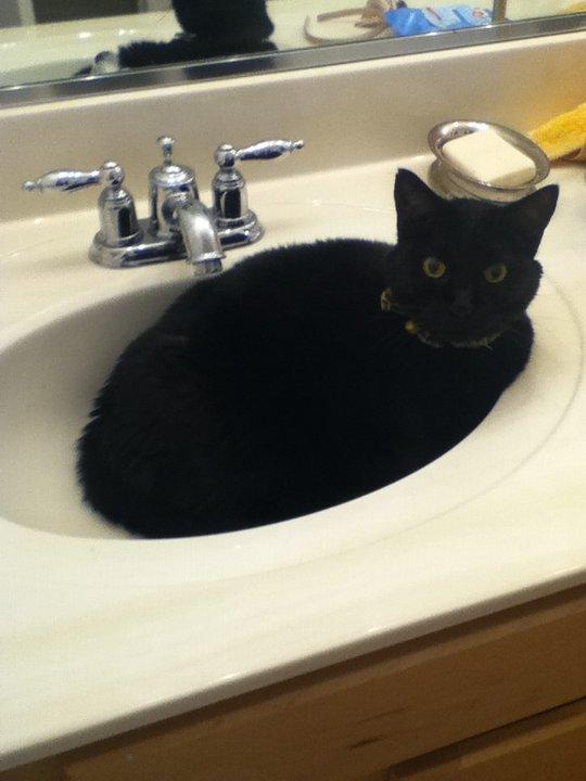 Cat 8po