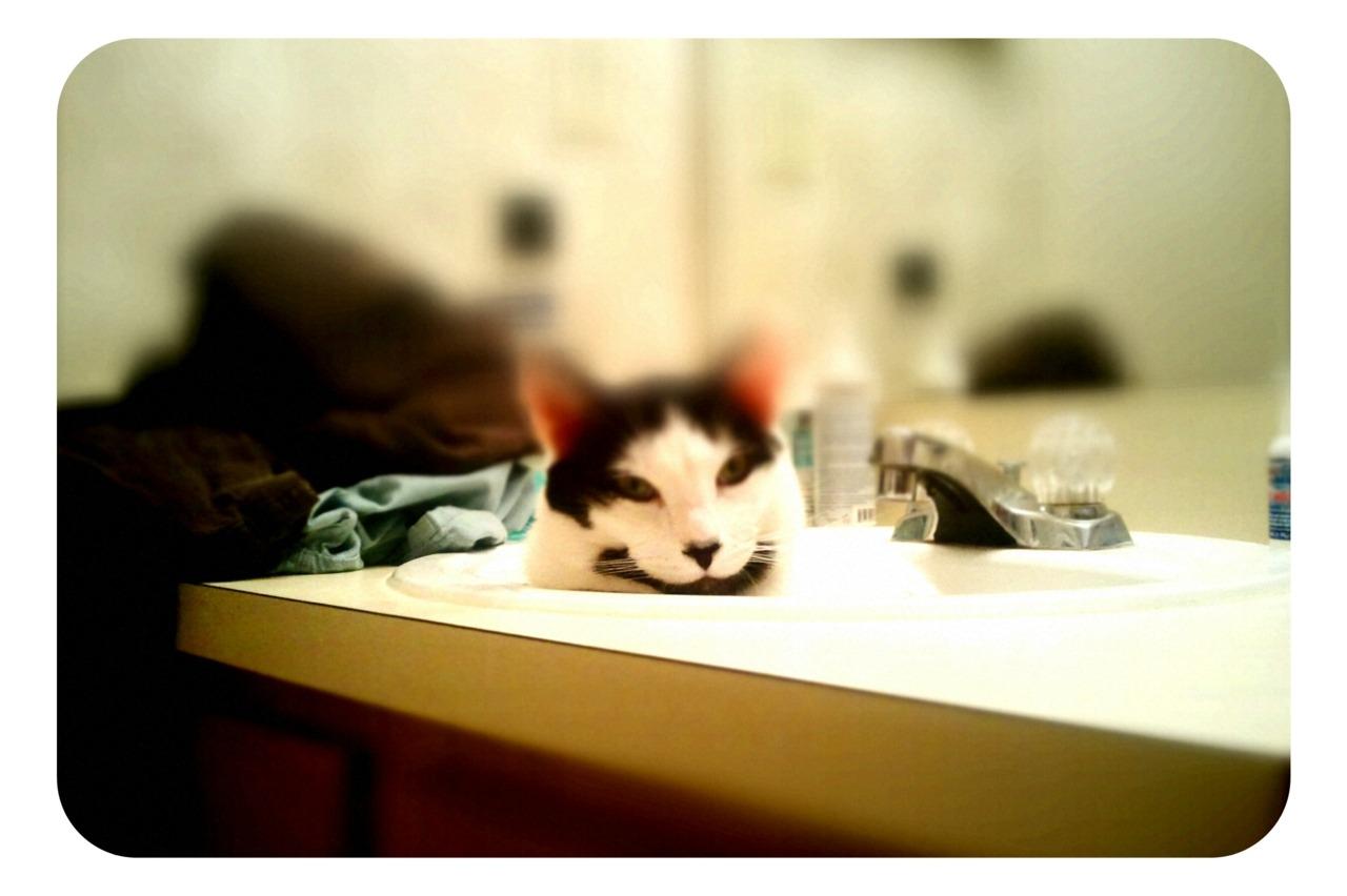 Cat 8pq