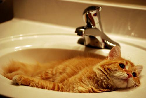 Cat 8q3