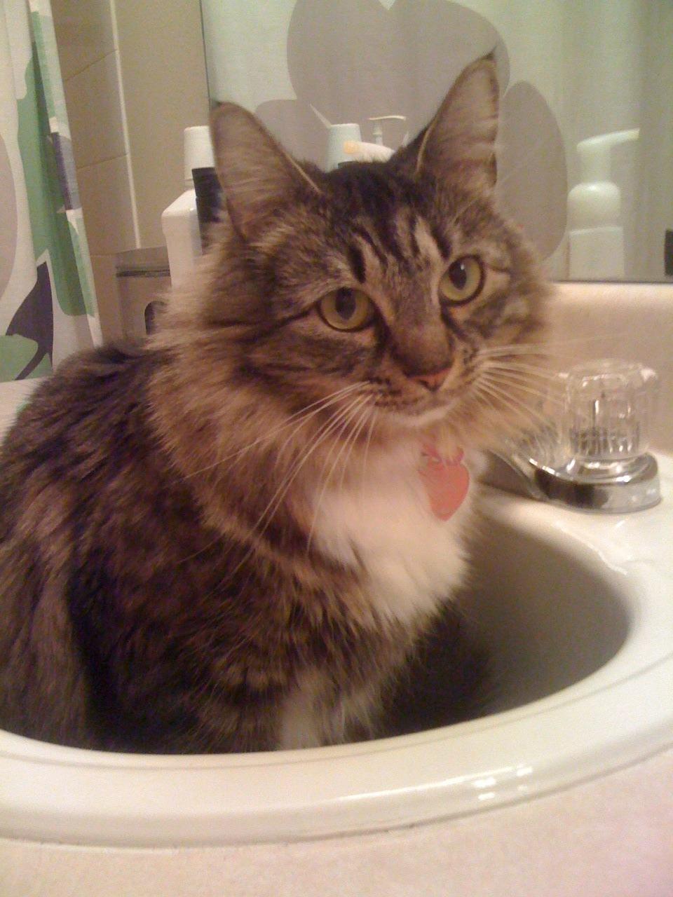 Cat 8q6