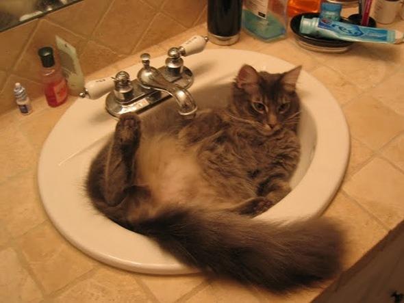 Cat 8qd