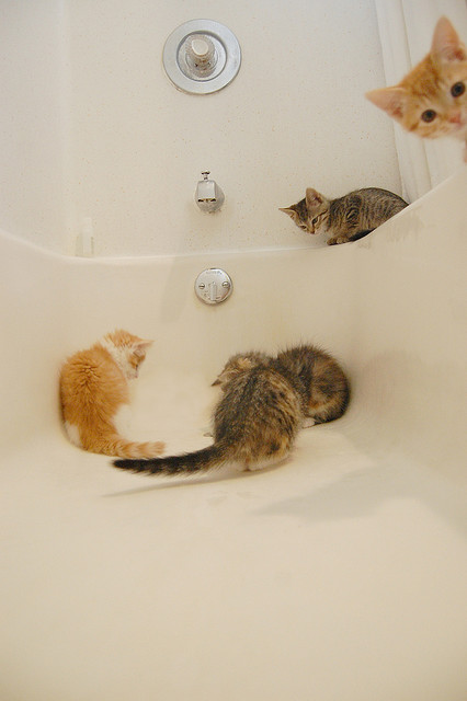 Cat 8qq