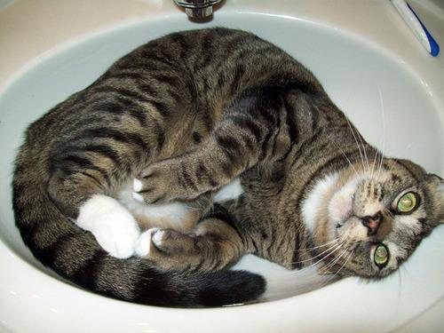 Cat 8r1